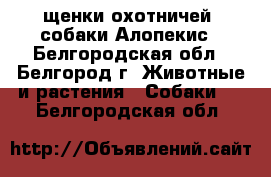 щенки охотничей  собаки Алопекис - Белгородская обл., Белгород г. Животные и растения » Собаки   . Белгородская обл.